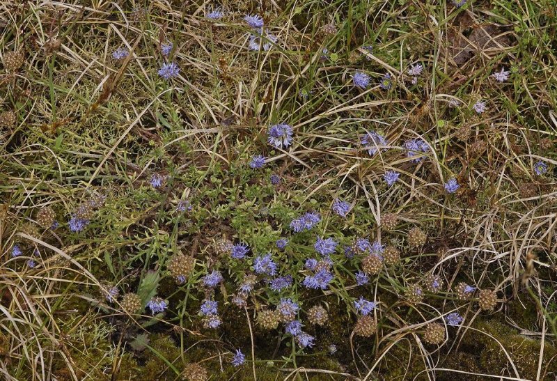 Jasione montana. Plant.