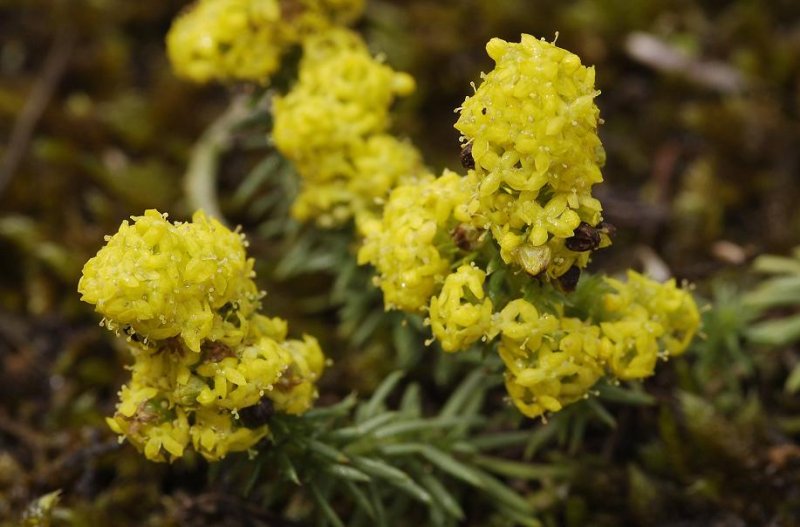 Galium verum close-up.