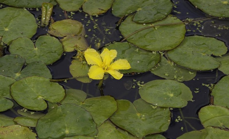 Nymphoides peltata.