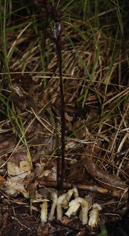 Monotropa hypopitys. Plant with last years spike.