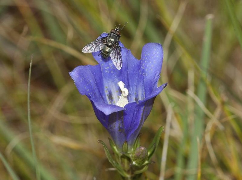 Gentiana pneumonanthe with fly.