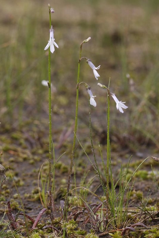 Lobelia dortmanna.