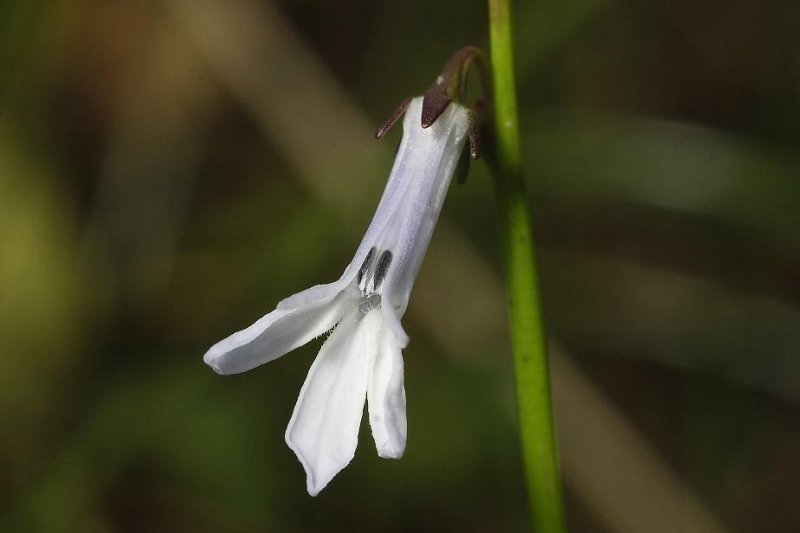Lobelia dortmanna. Close-up.