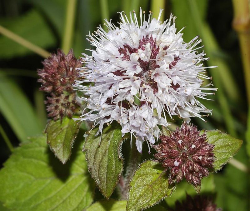 Mentha aquatica Close-up.