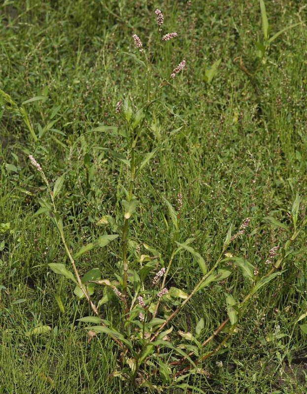 Persicaria maculosa.