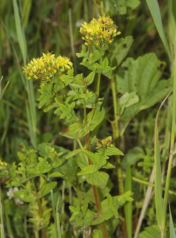 Hypericum tetrapterum.
