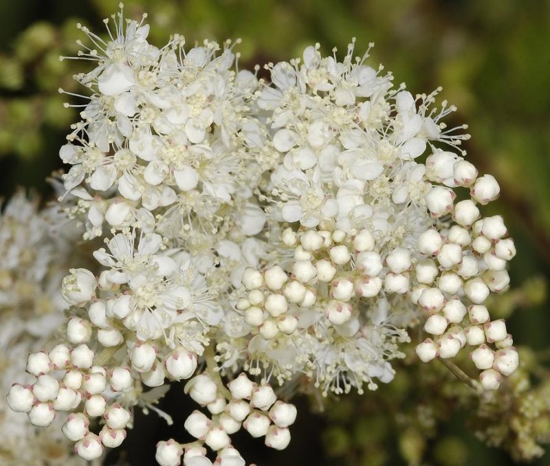 Filipendula ulmaria. Flowers close-up.