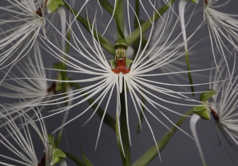 Habenaria medusa. Close-up.