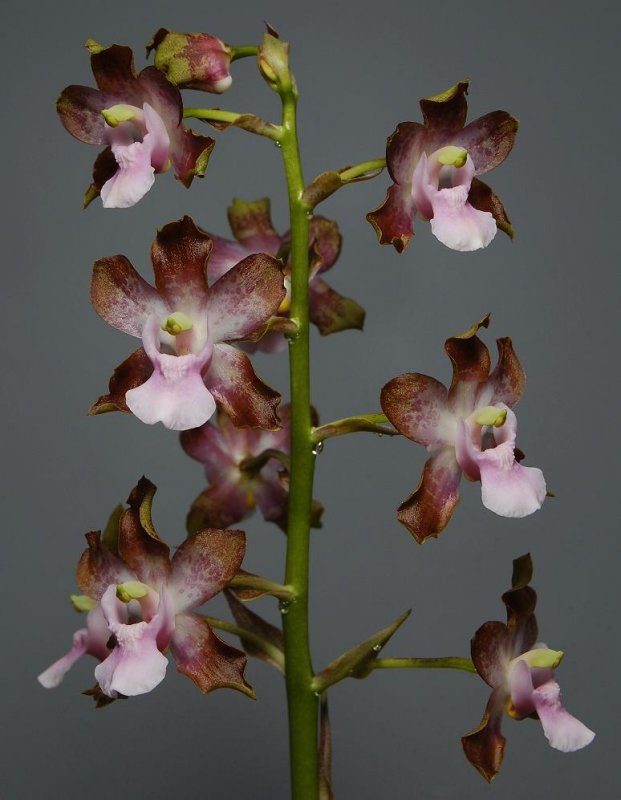 Cyrtopodium pallidum. Flowers