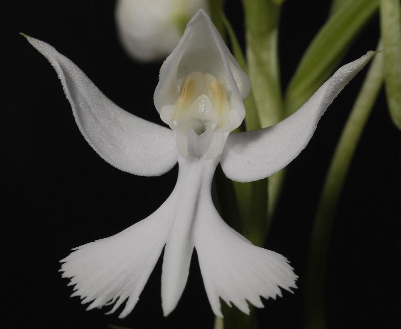 Habenaria dentata.