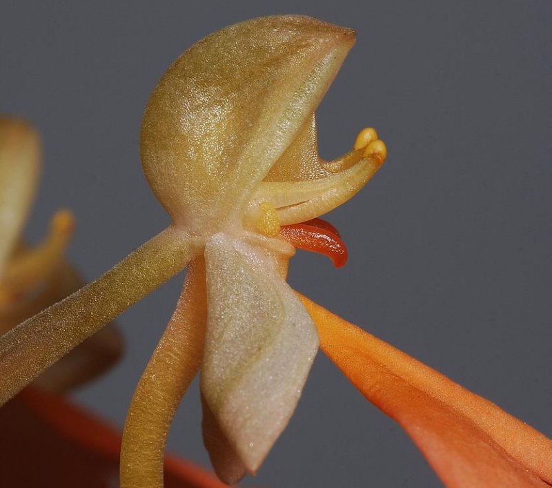 Habenaria rhodocheila, Side close-up.