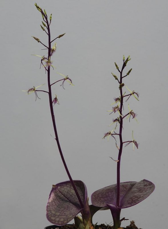 Liparis purpureoviridis.