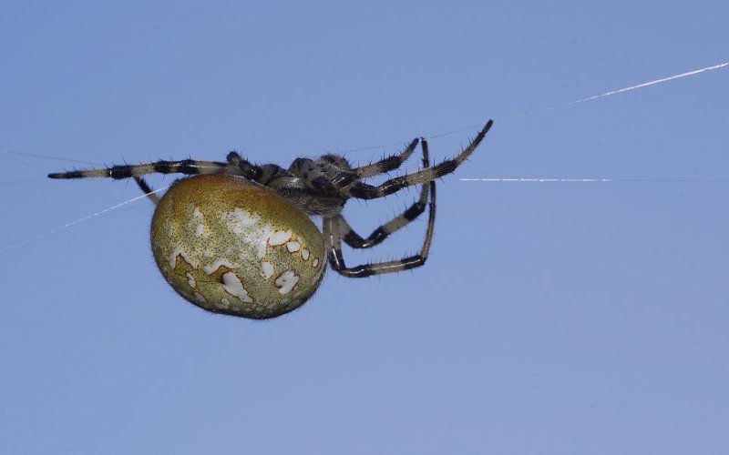 Araneus quadratus.