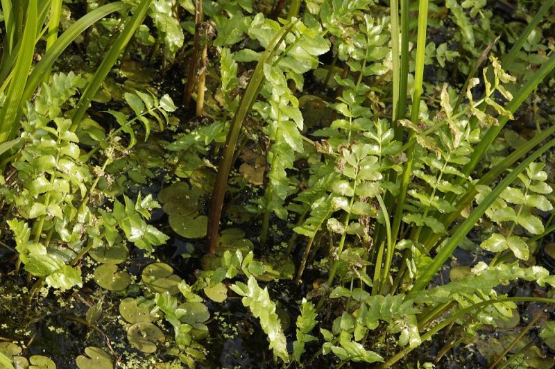 Berula erecta. Foliage.