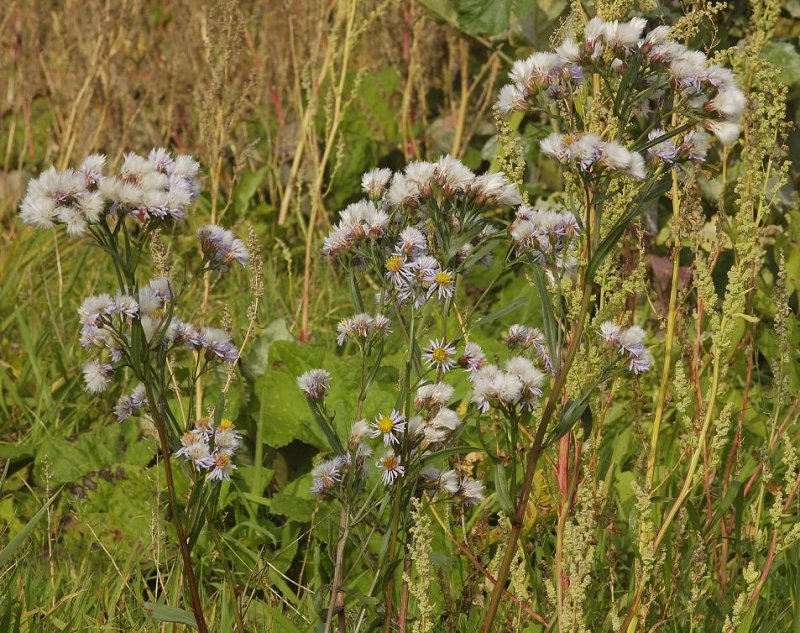 Aster tripolium.