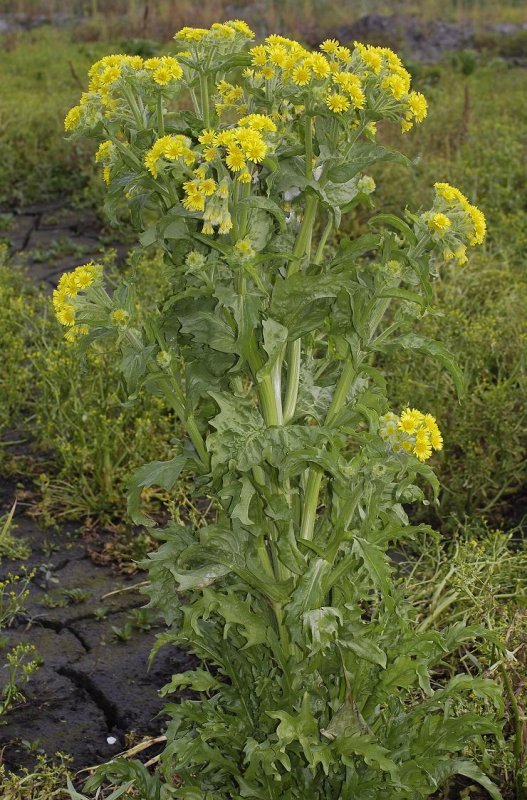 Tephroseris palustris. Monumental specimen.