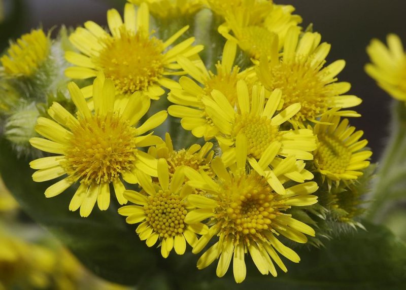 Tephroseris palustris. Some flowers.