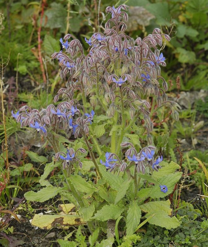 Borago officinalis.