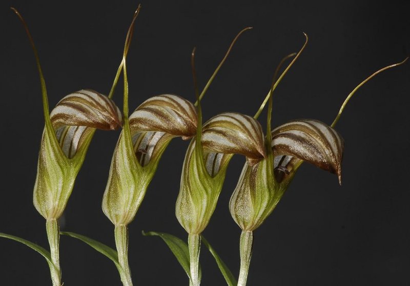 Pterostylis truncata. 4 flowers.
