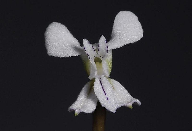 Disa sagittalis. Close-up.