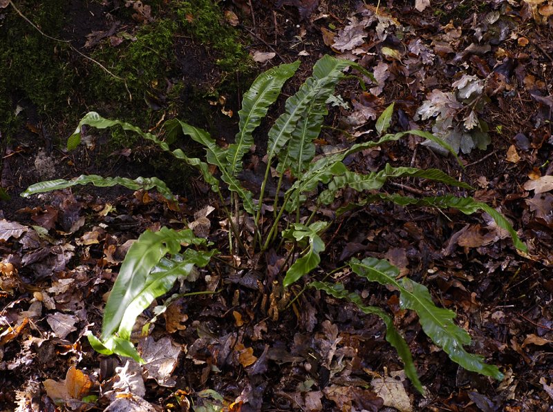 Asplenium scolopendrium.