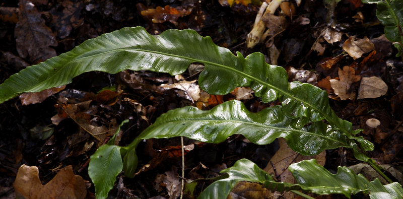 Asplenium scolopendrium. Frond.