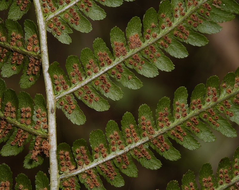 Dryopteris filix-mas. Close-up.