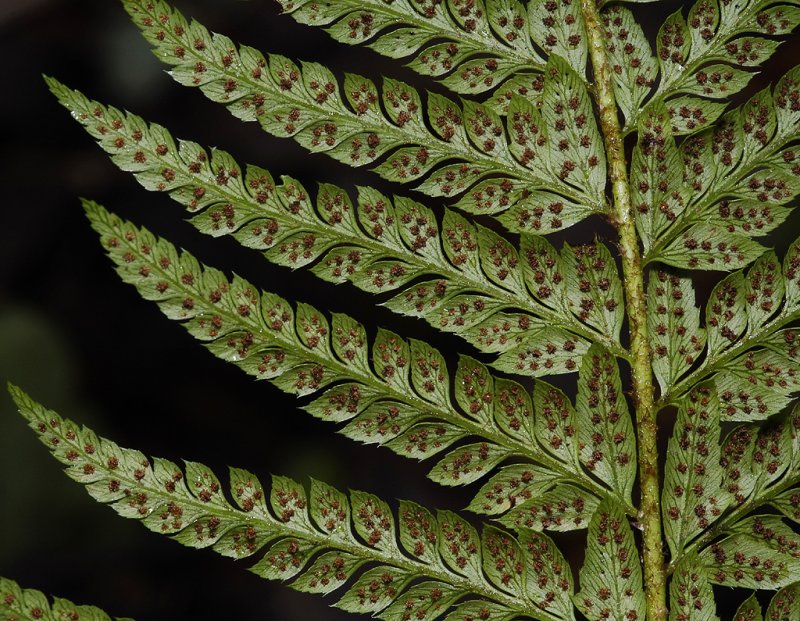 Polystichum aculeatum. Close-up.