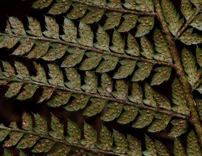 Polystichum setiferum. Close-up.