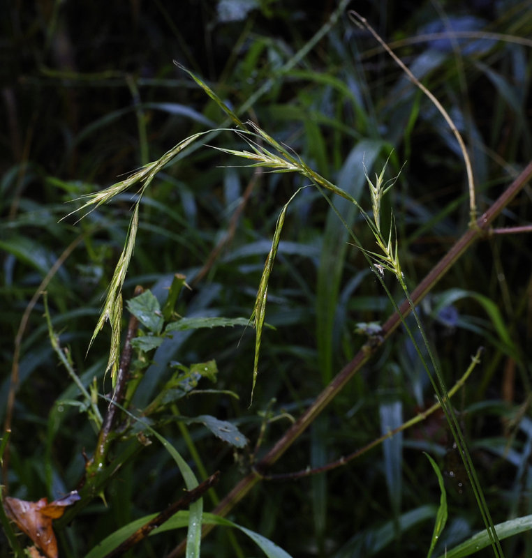Brachypodium sylvaticum. Closer.