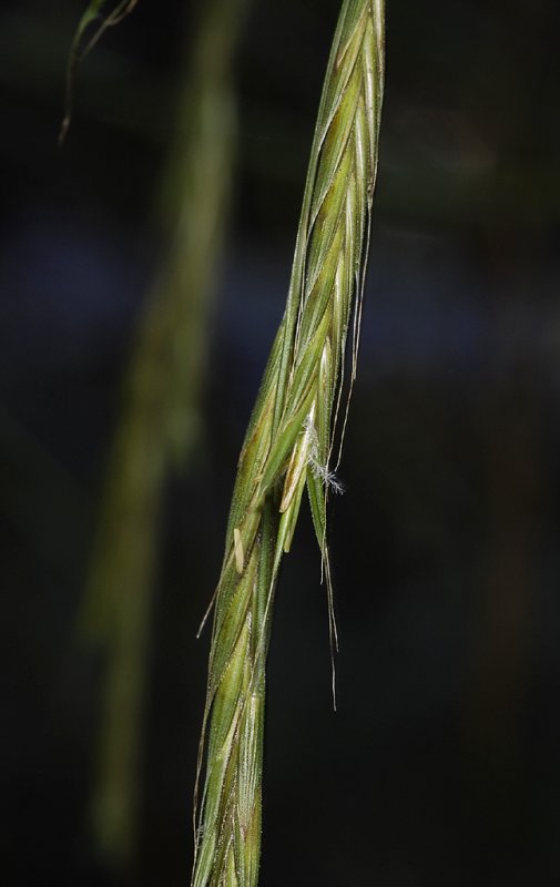 Brachypodium sylvaticum. Close-up.