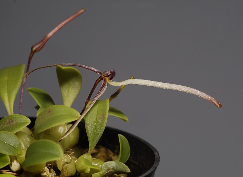 Bulbophyllum alticolum.