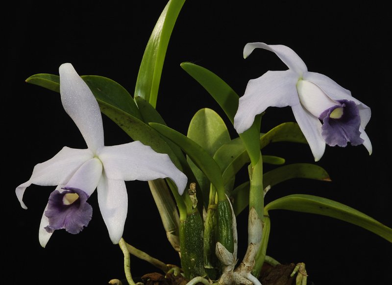 Cattleya pumila coerulea. Closer.