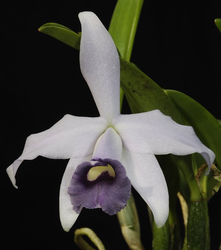 Cattleya pumila coerulea. Close-up.