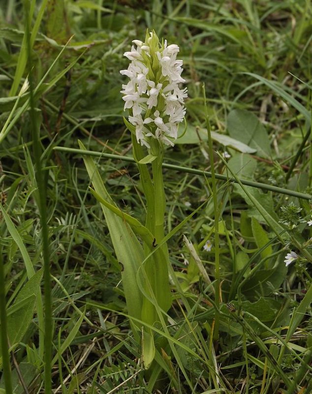 Dactylorhiza incarnata. Pale form