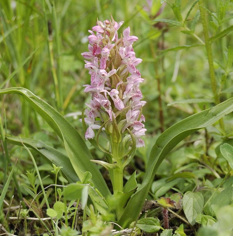 Dactylorhiza incarnata var. lobelii.