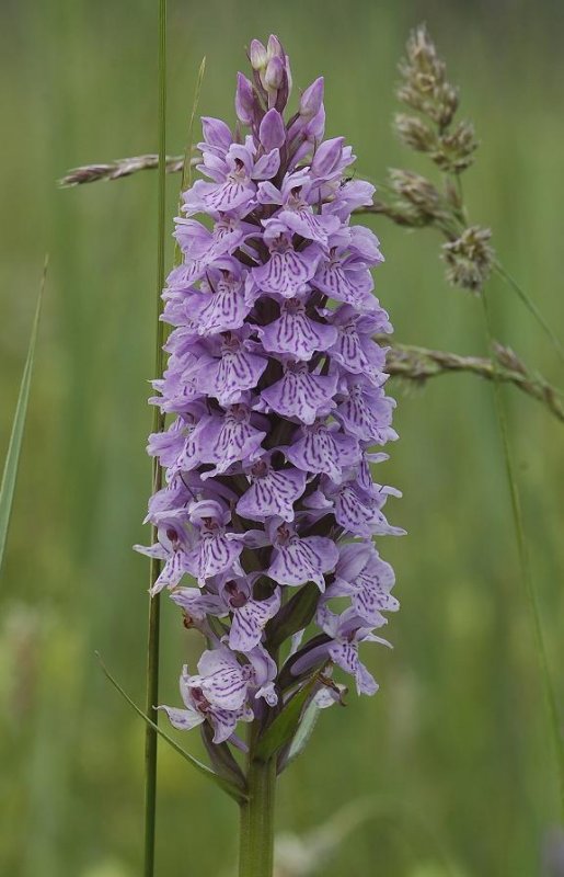 Dactylorhiza maculata subsp. maculata