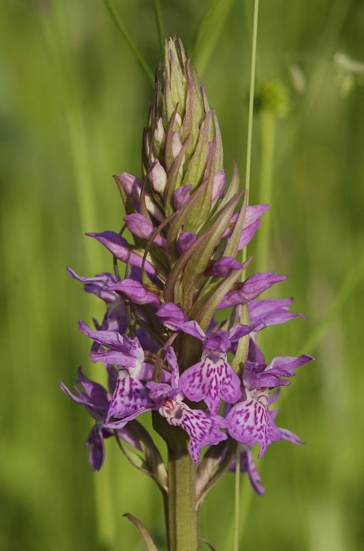 Dactylorhiza majalis subsp.  praetermissa var. junialis. Close-up