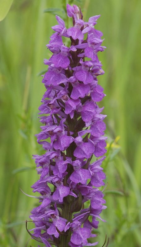 Dactylorhiza majalis subsp.  praetermissa.