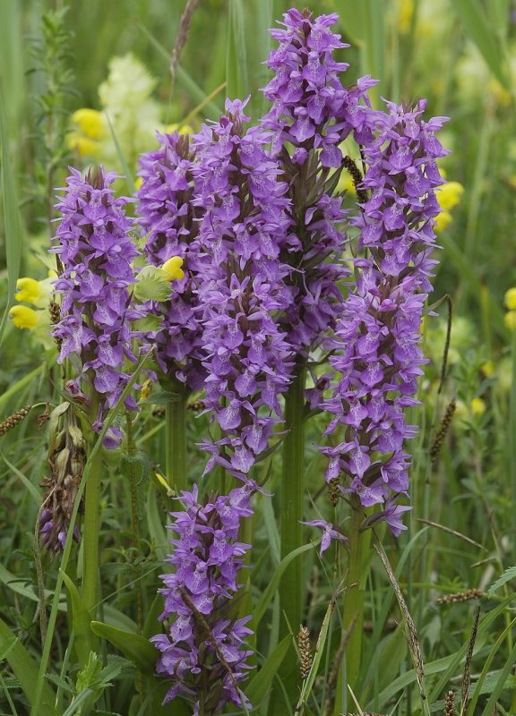Dactylorhiza majalis subsp. praetermissa. Big clump
