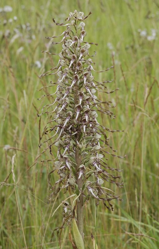 Himantoglossum hircinum