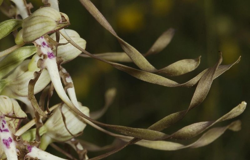 Himantoglossum hircinum. Close-up