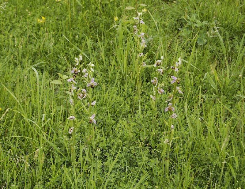 Ophrys apifera in habitat