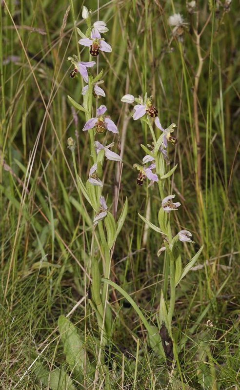 Ophrys apifera var aurita.