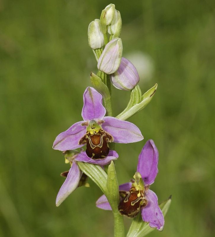 Ophrys apifera var. apifera.