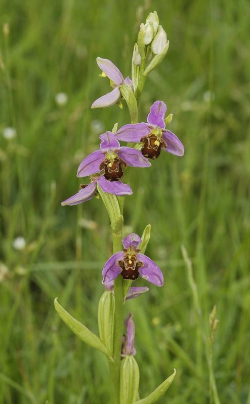 Ophrys apifera var. apifera