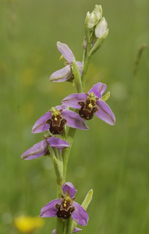 Ophrys apifera var. apifera