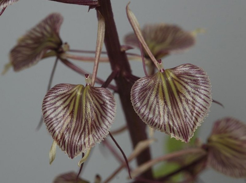 Liparis tricallosa  Close-up.
