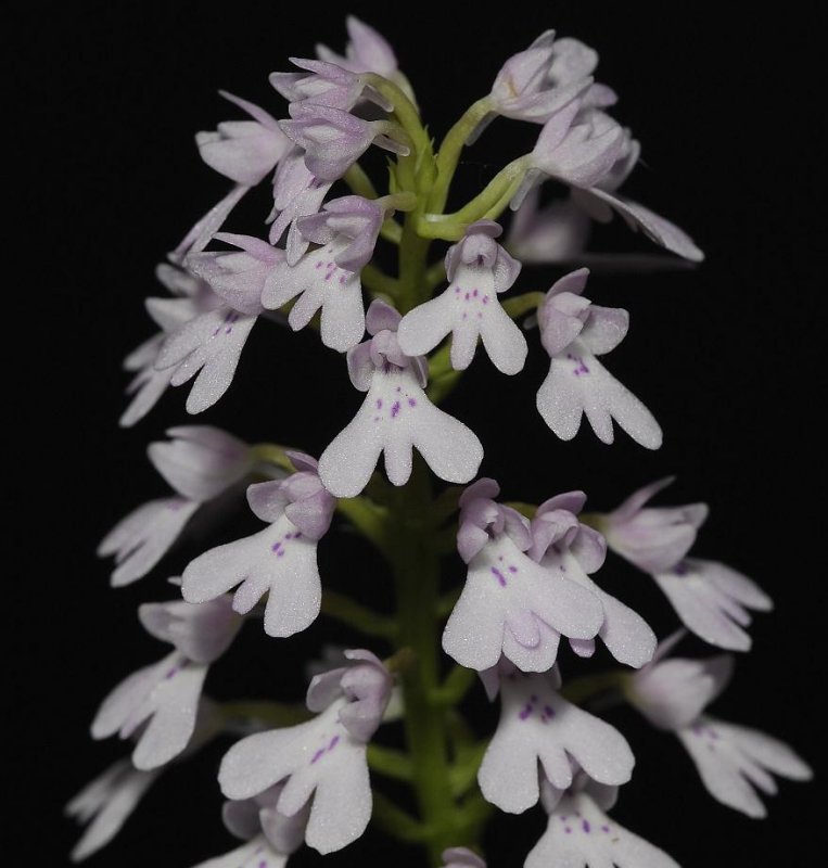 Stenoglottis maclauchlinii.
