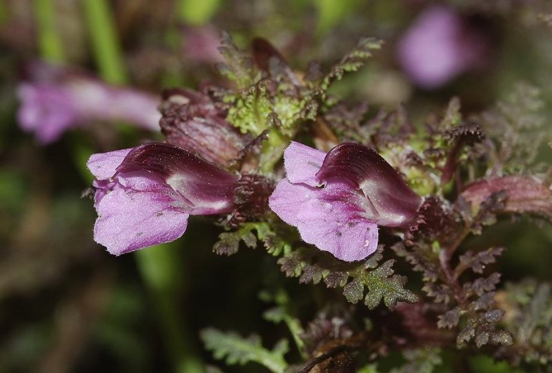 Pedicularis sylvatica Close-up.